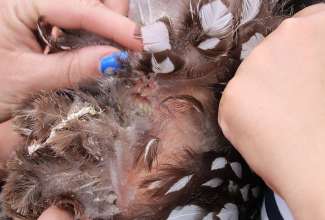 Koolitus-Sobiva-linnuliigi-ja-tõu-valimine-vastavalt-tootmise-eesmärgile-14.08-63