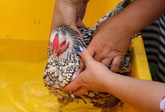 Koolitus-Sobiva-linnuliigi-ja-tõu-valimine-vastavalt-tootmise-eesmärgile-14.08-64