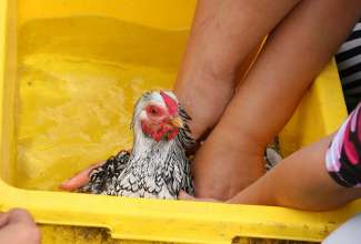 Koolitus-Sobiva-linnuliigi-ja-tõu-valimine-vastavalt-tootmise-eesmärgile-14.08-65