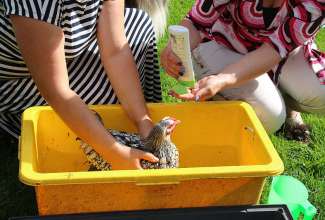 Koolitus-Sobiva-linnuliigi-ja-tõu-valimine-vastavalt-tootmise-eesmärgile-14.08-67