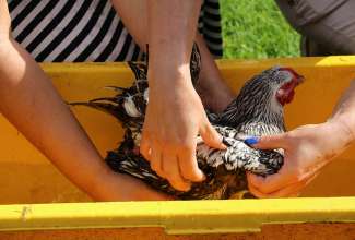 Koolitus-Sobiva-linnuliigi-ja-tõu-valimine-vastavalt-tootmise-eesmärgile-14.08-68