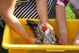 Koolitus-Sobiva-linnuliigi-ja-tõu-valimine-vastavalt-tootmise-eesmärgile-14.08-73