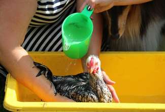 Koolitus-Sobiva-linnuliigi-ja-tõu-valimine-vastavalt-tootmise-eesmärgile-14.08-78