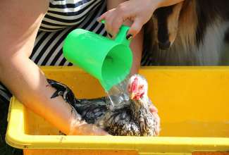 Koolitus-Sobiva-linnuliigi-ja-tõu-valimine-vastavalt-tootmise-eesmärgile-14.08-79