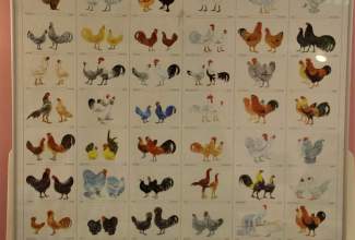 Koolitus-Sobiva-linnuliigi-ja-tõu-valimine-vastavalt-tootmise-eesmärgile-14.08-8