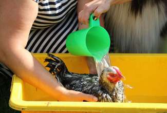 Koolitus-Sobiva-linnuliigi-ja-tõu-valimine-vastavalt-tootmise-eesmärgile-14.08-80