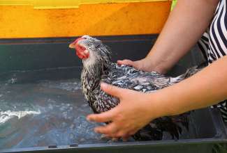 Koolitus-Sobiva-linnuliigi-ja-tõu-valimine-vastavalt-tootmise-eesmärgile-14.08-81