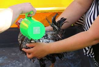 Koolitus-Sobiva-linnuliigi-ja-tõu-valimine-vastavalt-tootmise-eesmärgile-14.08-82