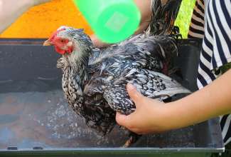 Koolitus-Sobiva-linnuliigi-ja-tõu-valimine-vastavalt-tootmise-eesmärgile-14.08-84