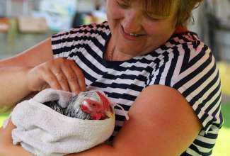 Koolitus-Sobiva-linnuliigi-ja-tõu-valimine-vastavalt-tootmise-eesmärgile-14.08-87