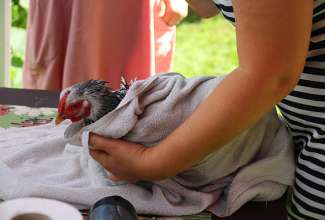 Koolitus-Sobiva-linnuliigi-ja-tõu-valimine-vastavalt-tootmise-eesmärgile-14.08-88