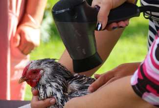 Koolitus-Sobiva-linnuliigi-ja-tõu-valimine-vastavalt-tootmise-eesmärgile-14.08-90