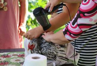 Koolitus-Sobiva-linnuliigi-ja-tõu-valimine-vastavalt-tootmise-eesmärgile-14.08-91