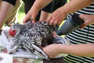 Koolitus-Sobiva-linnuliigi-ja-tõu-valimine-vastavalt-tootmise-eesmärgile-14.08-94