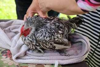 Koolitus-Sobiva-linnuliigi-ja-tõu-valimine-vastavalt-tootmise-eesmärgile-14.08-95