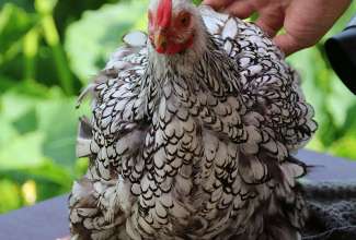 Koolitus-Sobiva-linnuliigi-ja-tõu-valimine-vastavalt-tootmise-eesmärgile-14.08-99