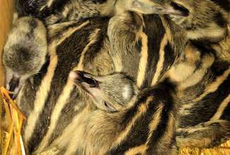 Nandu tibud, foto Estfarm