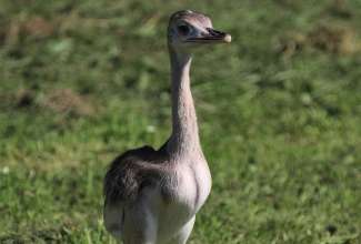 Nandu tibu, foto Estfarm