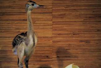 Nandu tibu, foto Estfarm