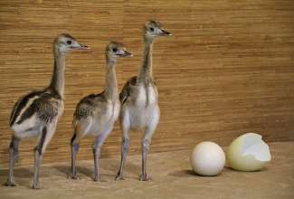 Nandu tibud, foto Estfarm