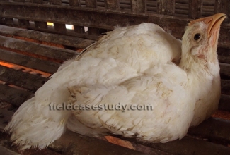 Foto: https://fieldcasestudy.com/