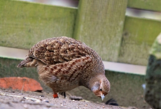 Nurmkana, foto Estfarm