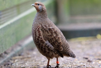 Nurmkana, foto Estfarm