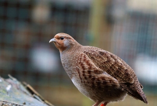 Nurmkana, foto Estfarm