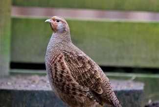 Nurmkana, foto Estfarm