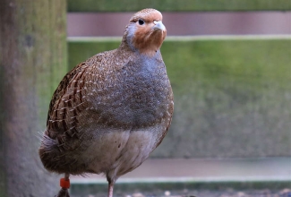 Nurmakana kana, foto Estfarm