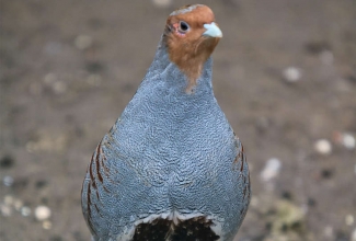 Nurmkana kukk, foto Estfarm