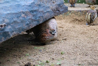 Nurmvutt, foto Estfarm