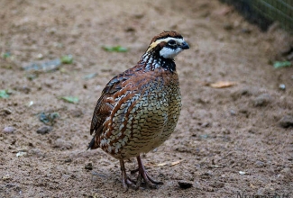 Nurmvutt, foto Estfarm