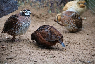 Nurmvutt, foto Estfarm