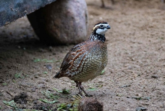 Nurmvutt, foto Estfarm