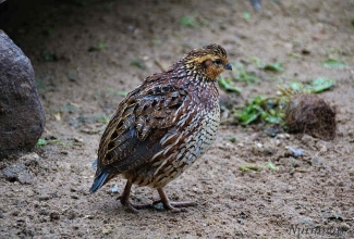 Nurmvutt, foto Estfarm