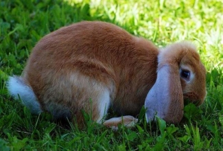 Küülikute värvused, värvus Orange / Oranž 