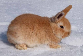 Küülikute värvused, värvus Orange / Oranž