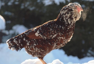 EstFarmi kodulinnud, Orlovi kana, foto EstFarm