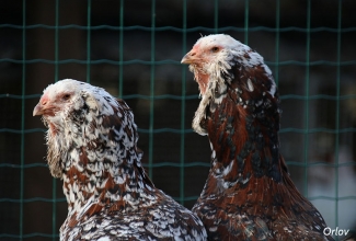 Orlovi kanad, foto Estfarm