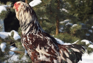 EstFarmi kodulinnud, Orlovi kukk, foto EstFarm