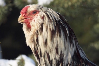 EstFarmi kodulinnud, Orlovi kukk, foto EstFarm