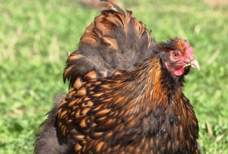 Kanatõug orpingtoni kuldne kana