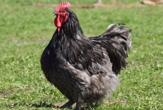 Kanatõug orpingtoni sinine kukk