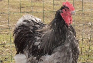 Kanatõug orpingtoni sinine kukk