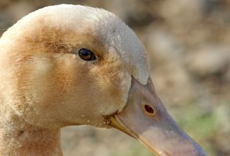 Orpingtoni part,  foto: https://www.pinterest.com