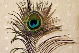 Sini-paabulinnu sulg, foto Estfarm