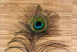 Sini-paabulinnu sulg, foto Estfarm