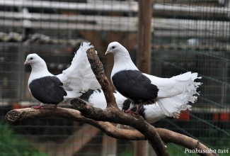 Paabusaba tuvi, foto Estfarm