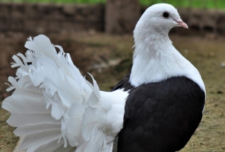 Paabusaba tuvi, foto Estfarm